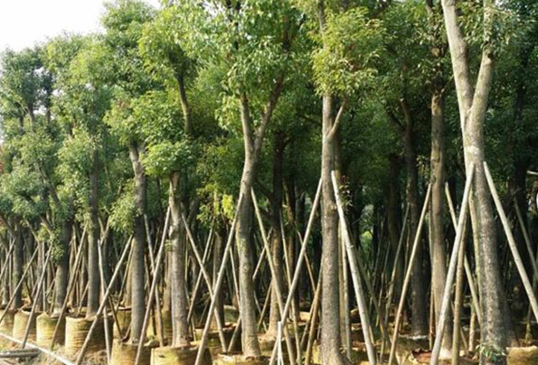 香樟树的种植方法