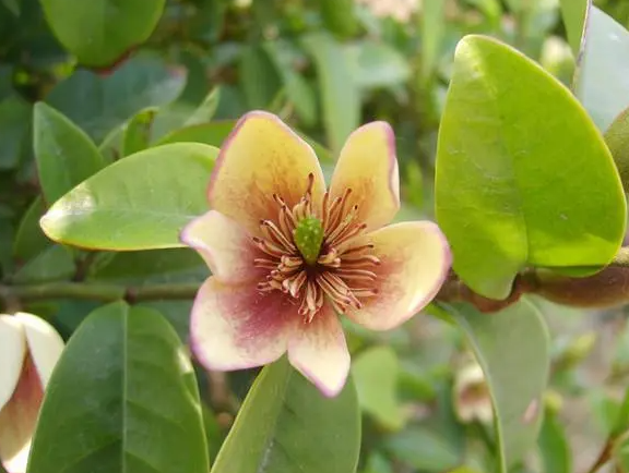 刚买的含笑花怎么上盆