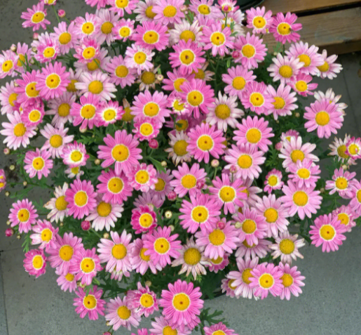 玛格丽特花蔫了要剪掉吗