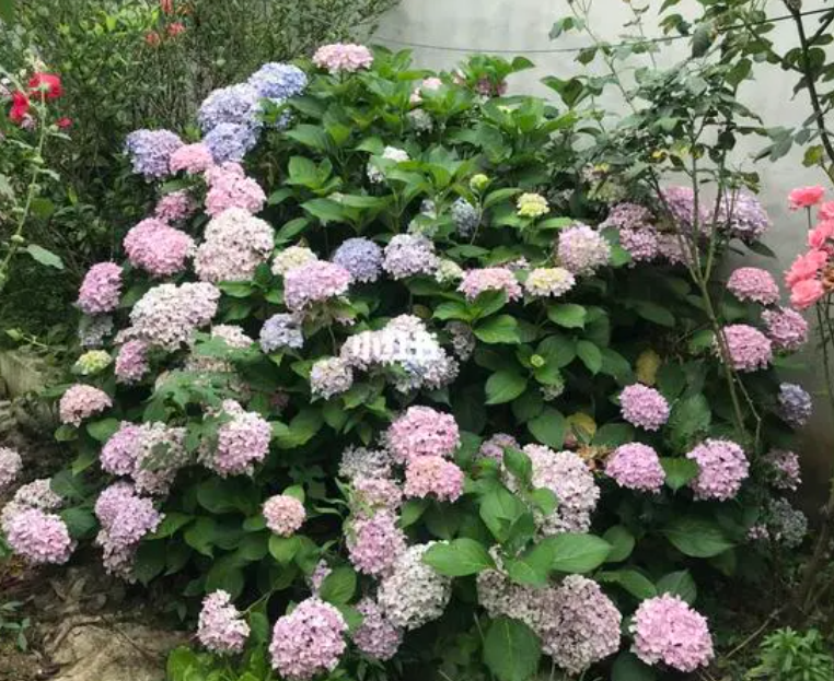 绣球花冬天移栽