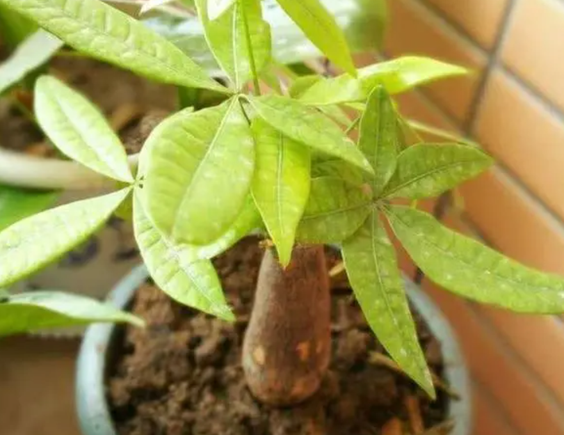 发财树怎么保养叶子才正常绿