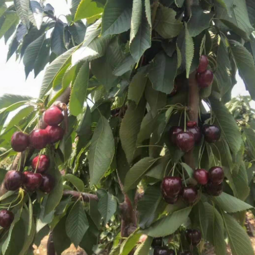 大樱桃树苗哪里有卖的