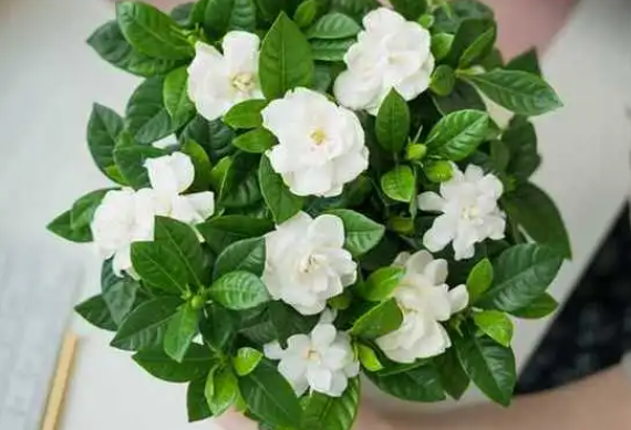 栀子花什么时候种植最好