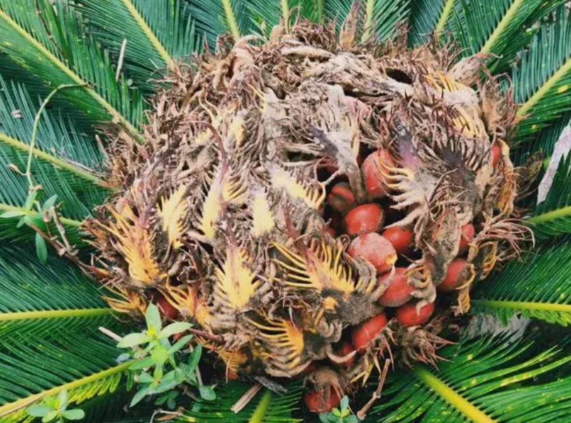 铁树种子有什么用