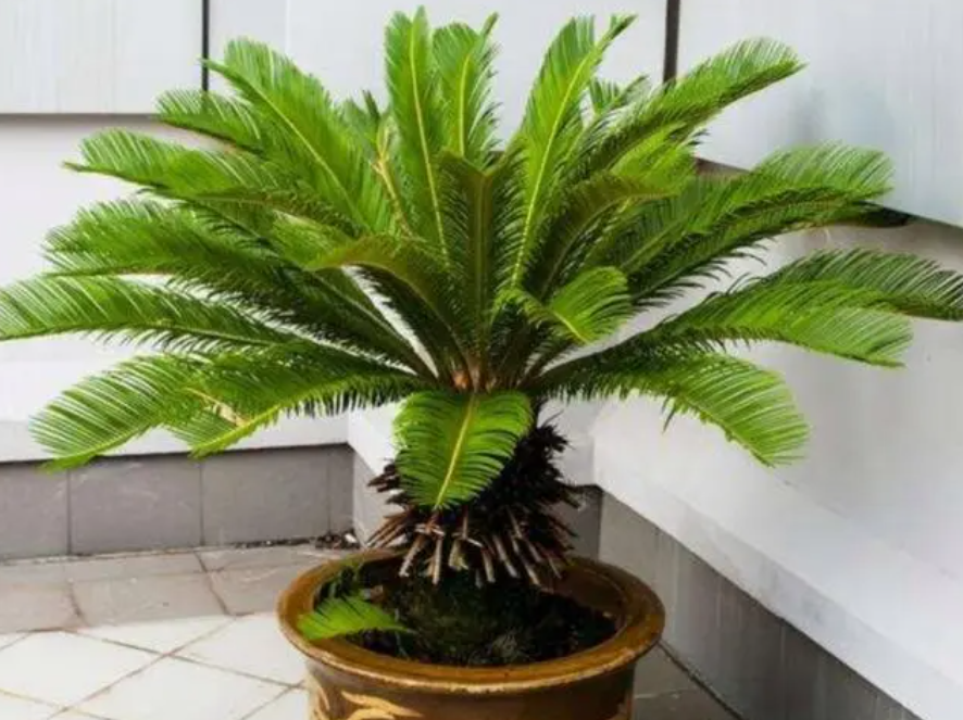 铁树怎样使它不怕高温