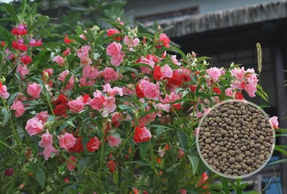 花种子品种大全