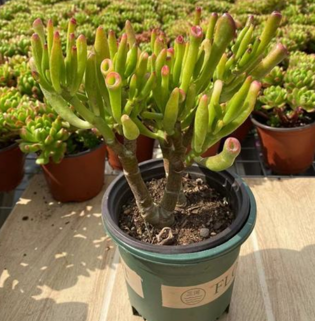 吸财树用多大盆最好