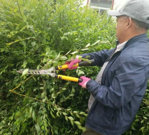 榆树九月份可以修剪吗