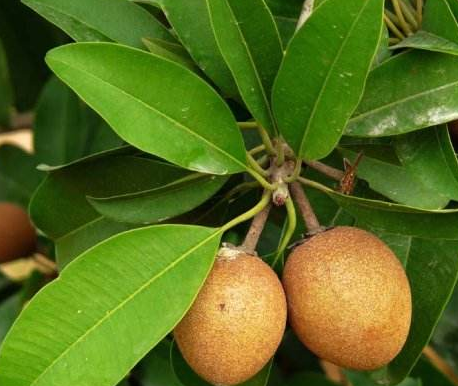 人心果开花到成熟要多长时间