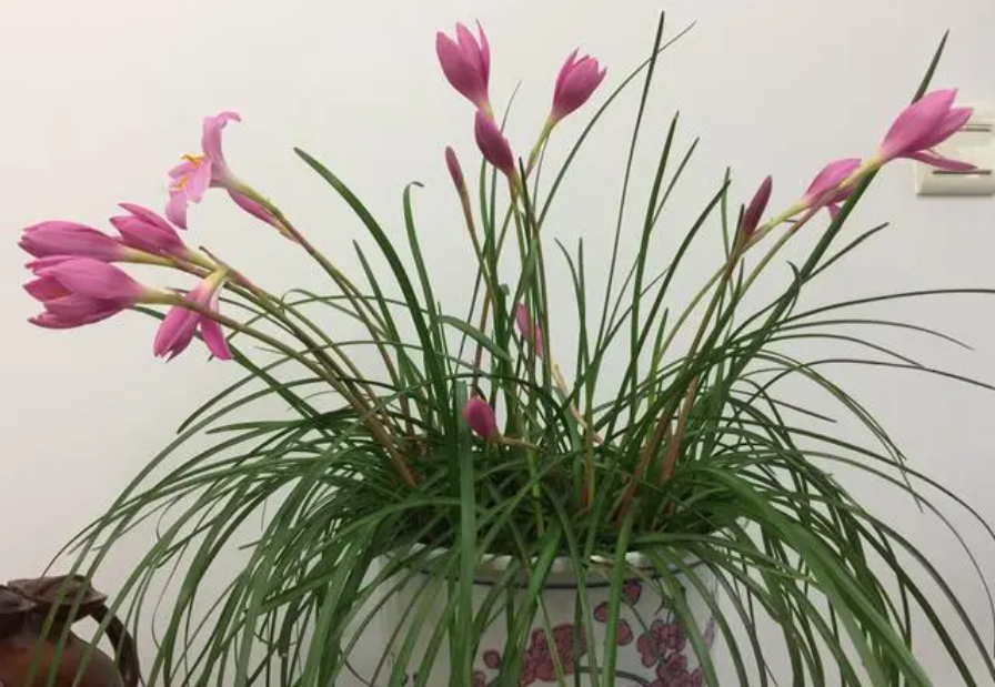 韭菜兰花怎么修剪