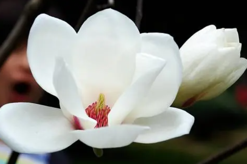 和白玉兰很像的花