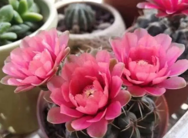 绯花玉移栽后浇水吗