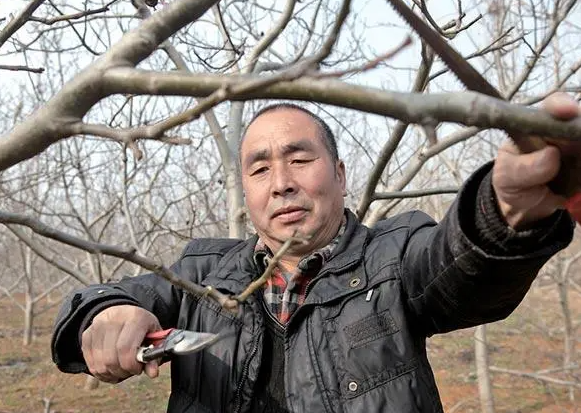 核桃树怎么修剪