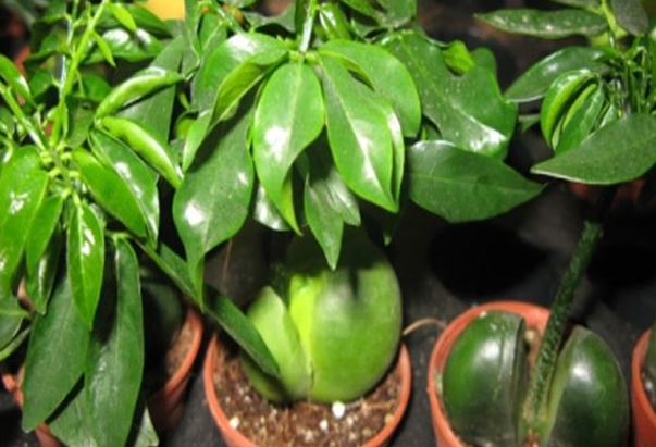 元宝树掉叶子的原因以及解决方法