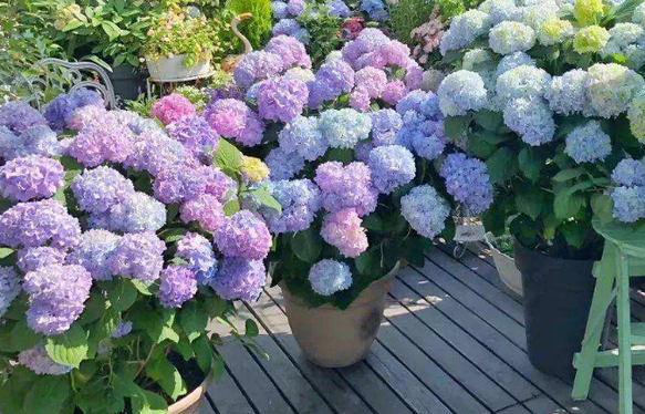 绣球花七月份可以移栽吗