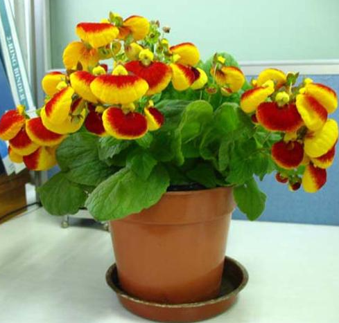 元宝花的养殖方法