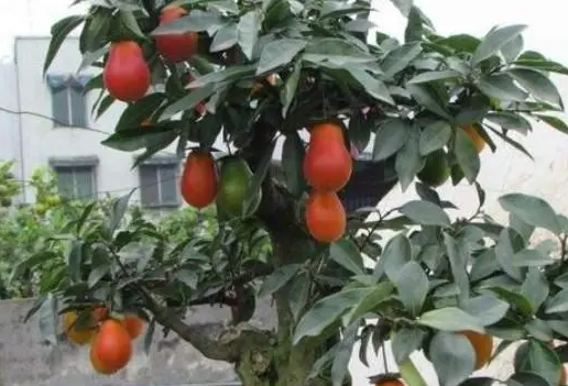 金弹子用什么肥料容易开花结果