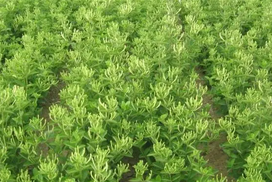 金银花种植技术及亩收益