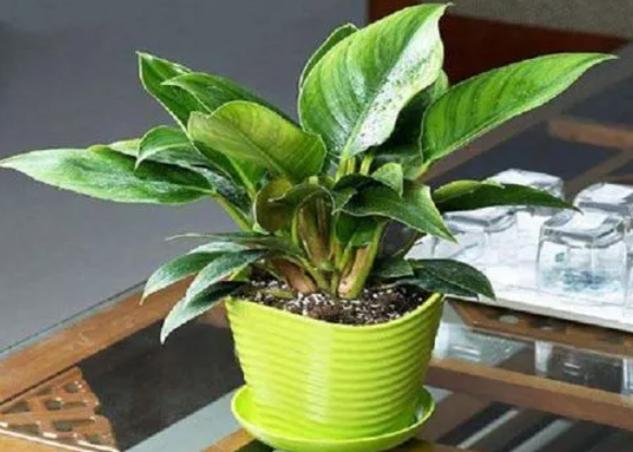 金钻石花卉怎么养