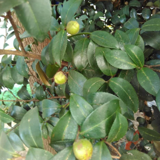 茶花结的种子可以种出来吗