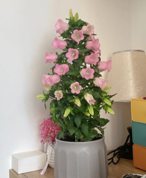 风铃花盆栽养护