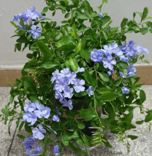 蓝雪花开花的特点