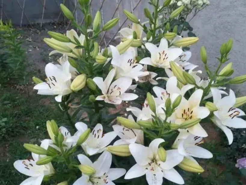 开过花的百合怎么处理