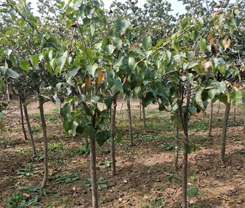 三年的梨树怎么移栽