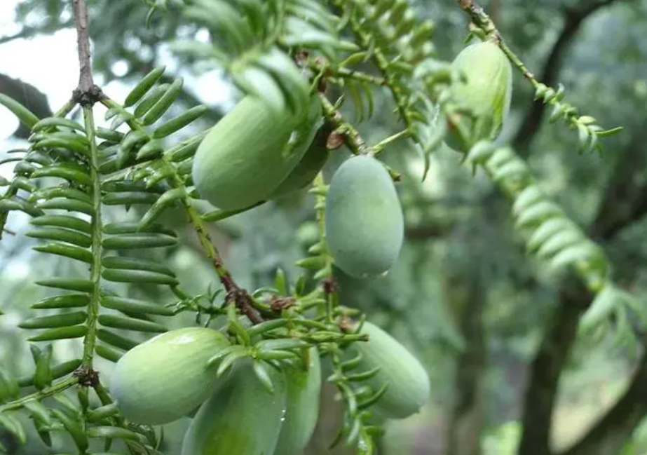 香榧树长得什么样子的