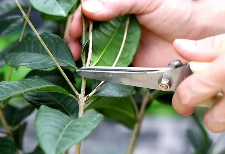 桂花树什么季节修剪枝条最好