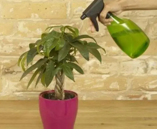 发财树多长时间浇一次营养液