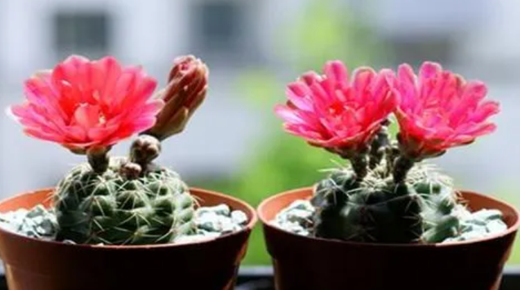 绯花玉修根晾多久上盆