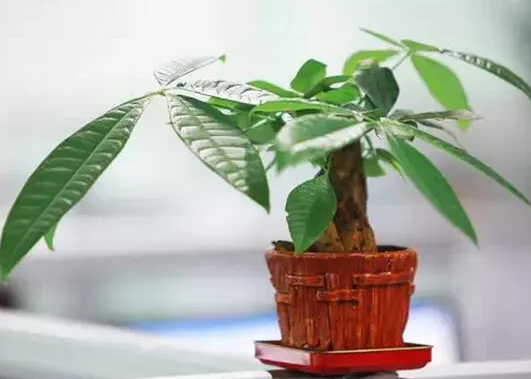 发财树旺什么生肖