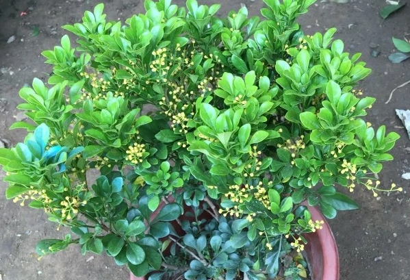 米兰花不茂盛怎么办