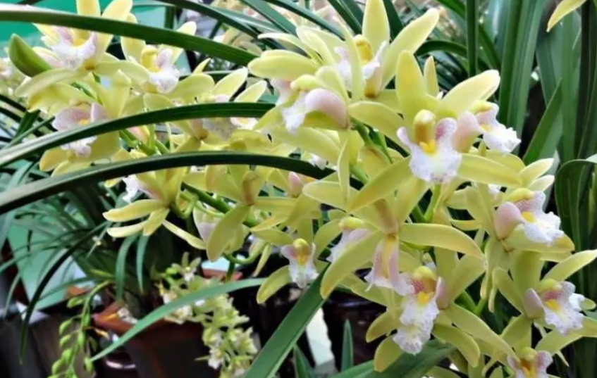 兰花的花期是什么时候