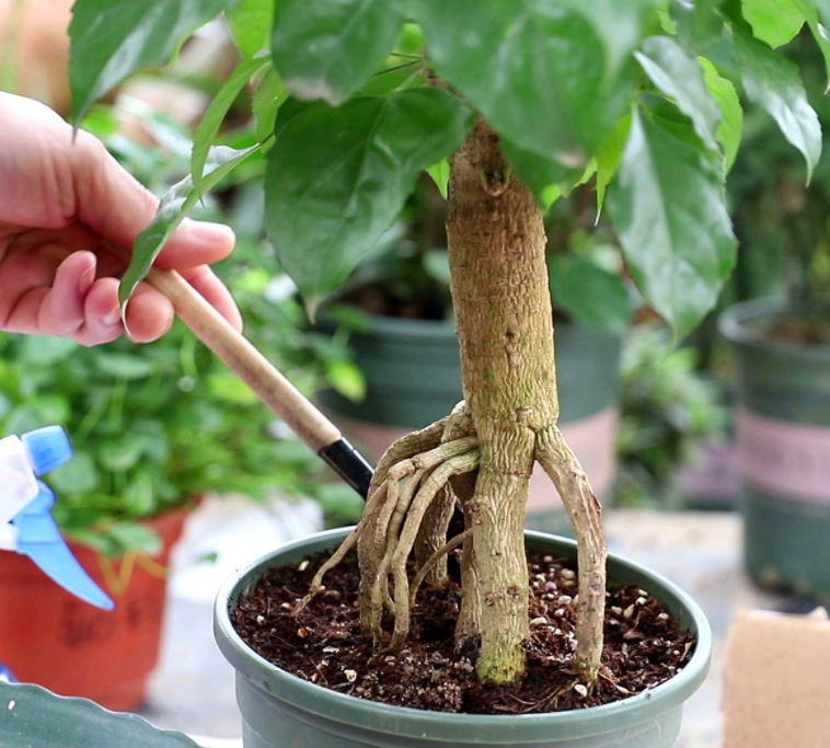 幸福树对土壤的要求