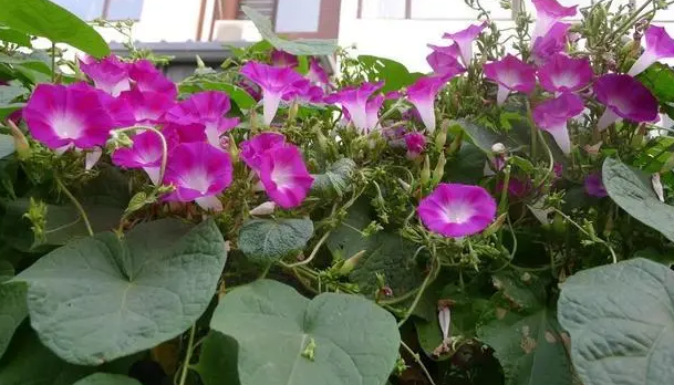 七月份可以种喇叭花吗