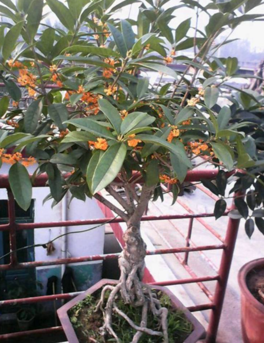 桂花树适合在家里养吗