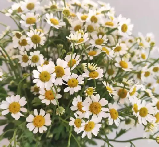 洋甘菊有个很好的花语