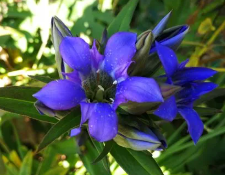 龙胆花适合养在室内吗