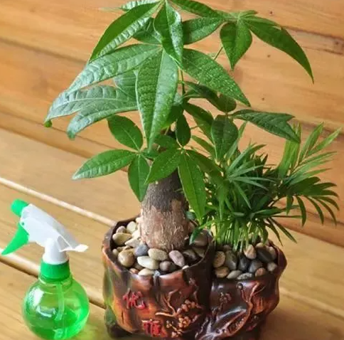 浇发财树怎样才是浇透