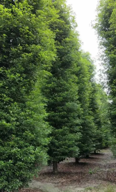 金丝楠木树适合种在什么地方