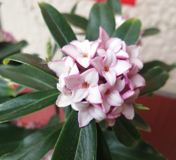 瑞香种植后几年才开花