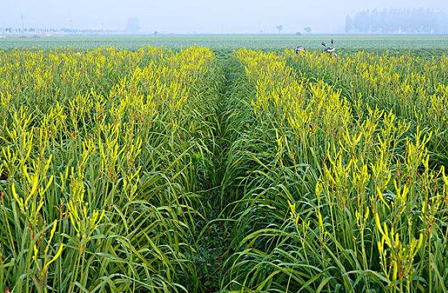 黄花菜一年收几季什么时候开始种植