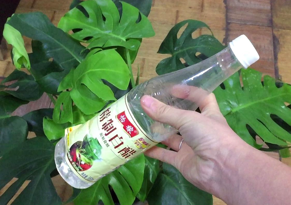 浇花用食醋还是白醋