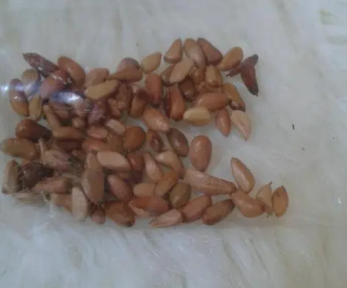 玫瑰花种子在什么时候种