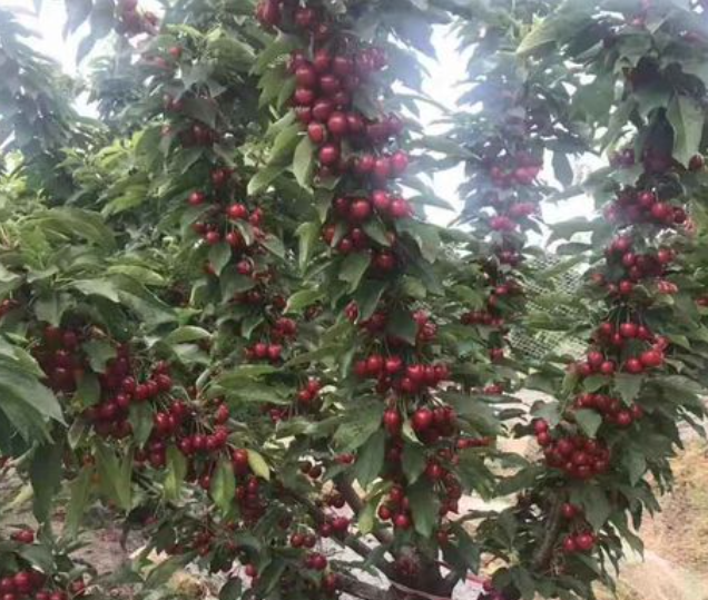 广东可以种车厘子树吗