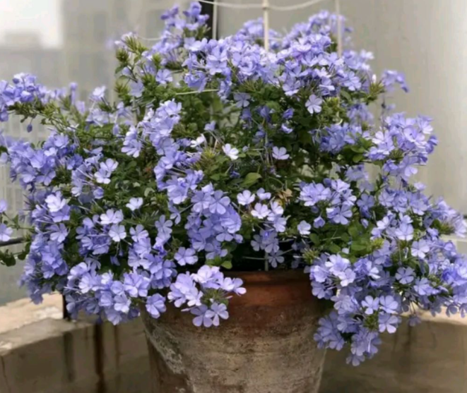 蓝雪花可以用月季土吗