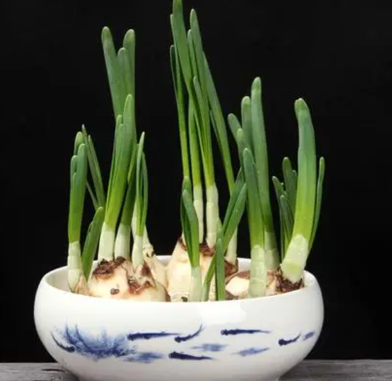 水仙花种子怎么水培种植方法