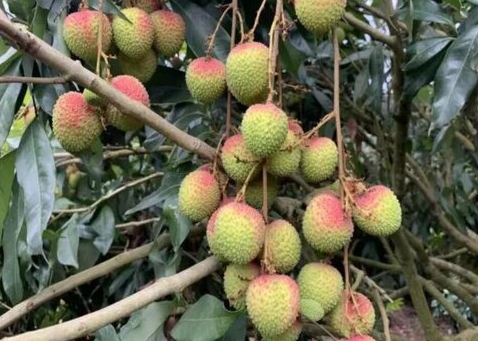 荔枝树不结果的原因